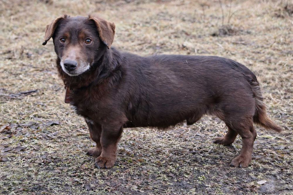 kochany Pimpuś czeka na dom
