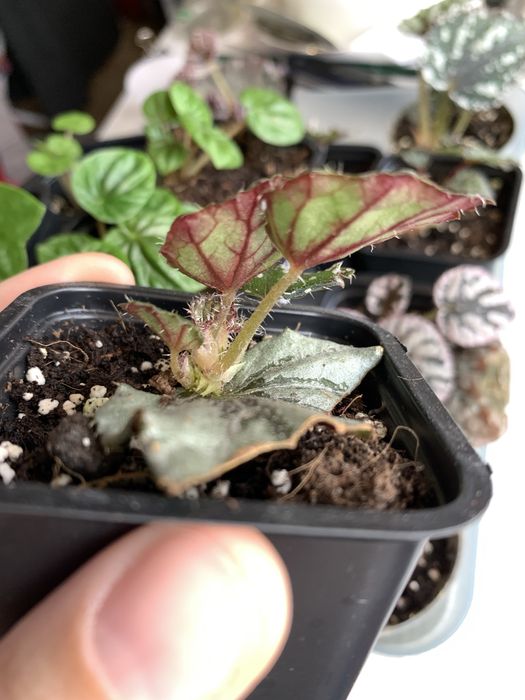 Begonia rex dew drop