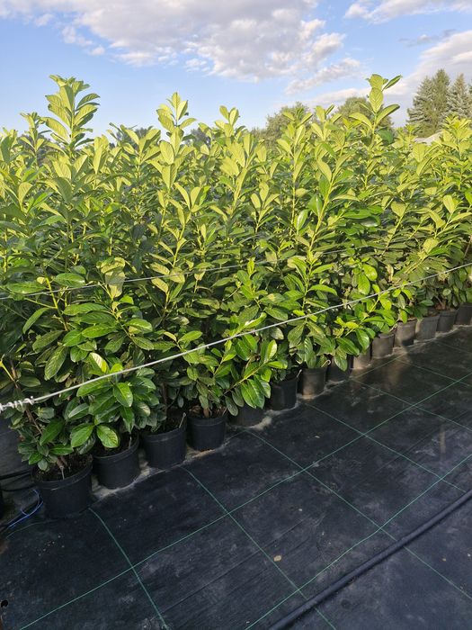 Sprzedam laurowiśnię