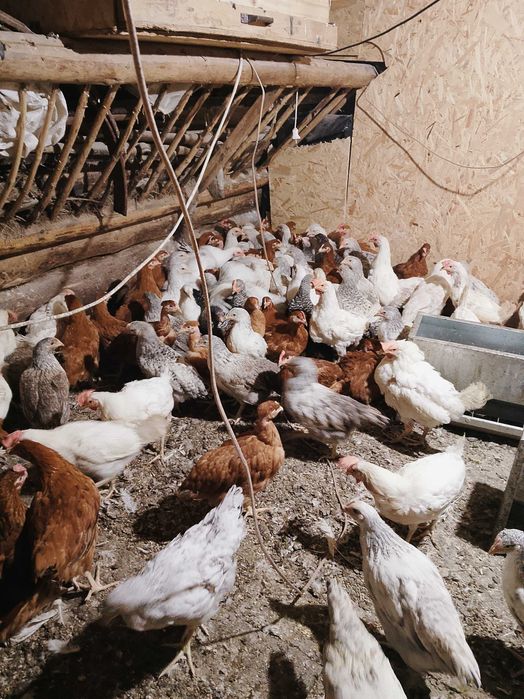 Продам курчата 2 місяці