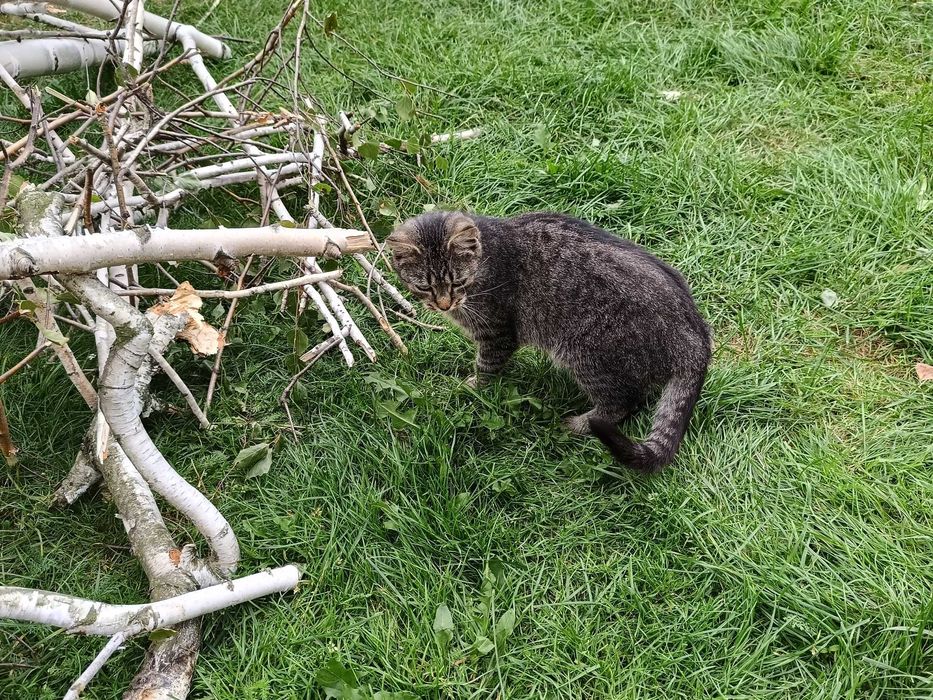 Koty szukają nowego domu!