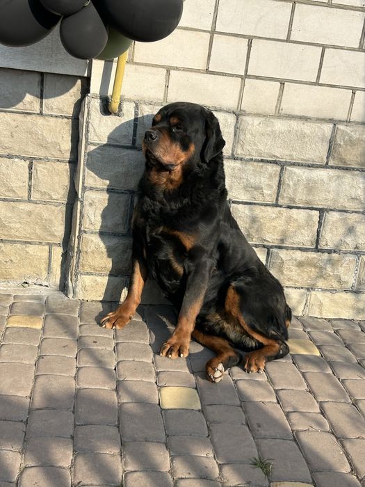 Єлітний кабель ротвейлера