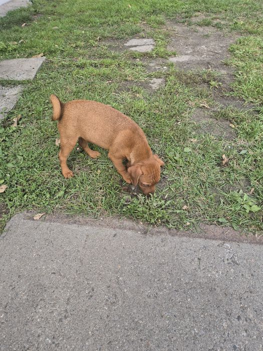 Patterdale terier