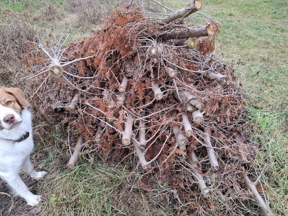 Oddam za darmo drzewo na opał po porządkach w ogrodzie