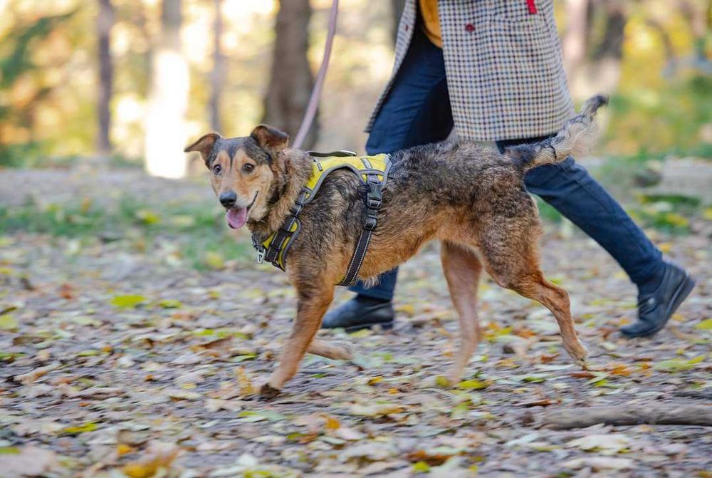 Молода красива собака добра хазяйка своєї території. Активна енергійна