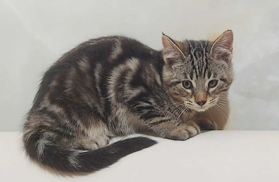 Котёнок 2 месяца чаузи мальчик