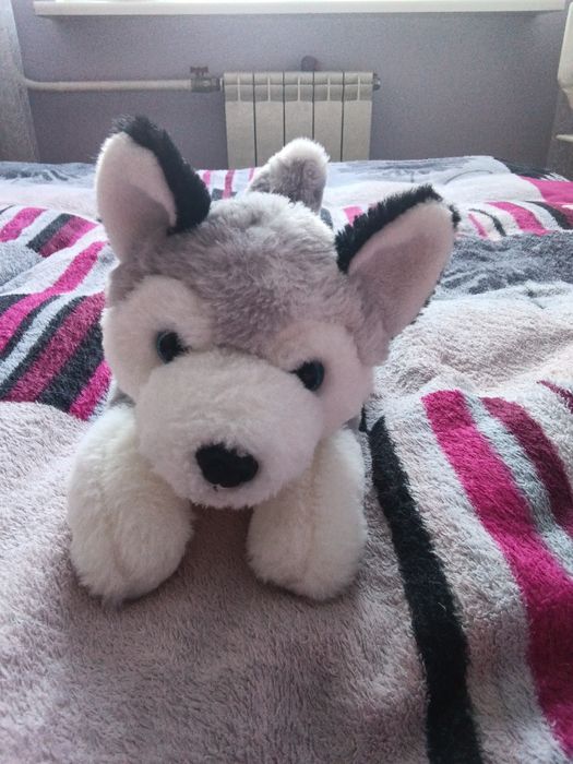 Продам велику гарну іграшку хаскі)