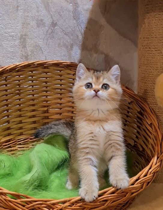 Гарний малюк очікує Вас!