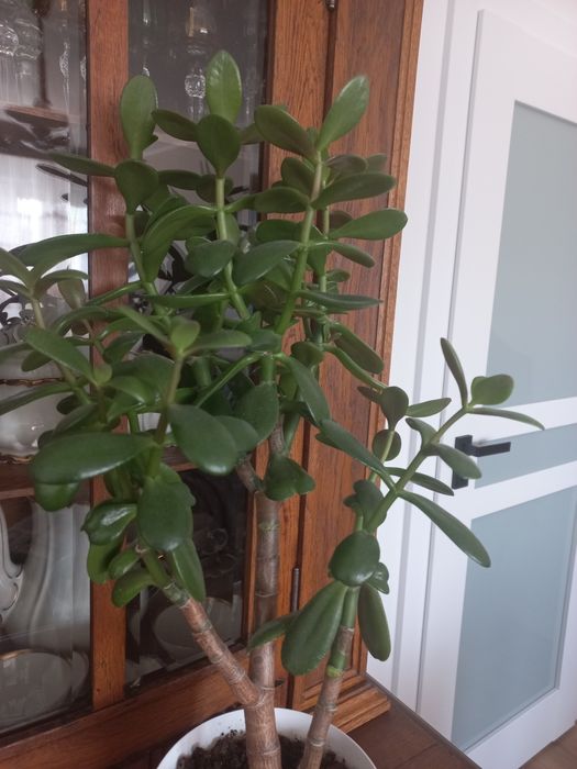 Kaktus grubosz drzewko szczescia 60 cm