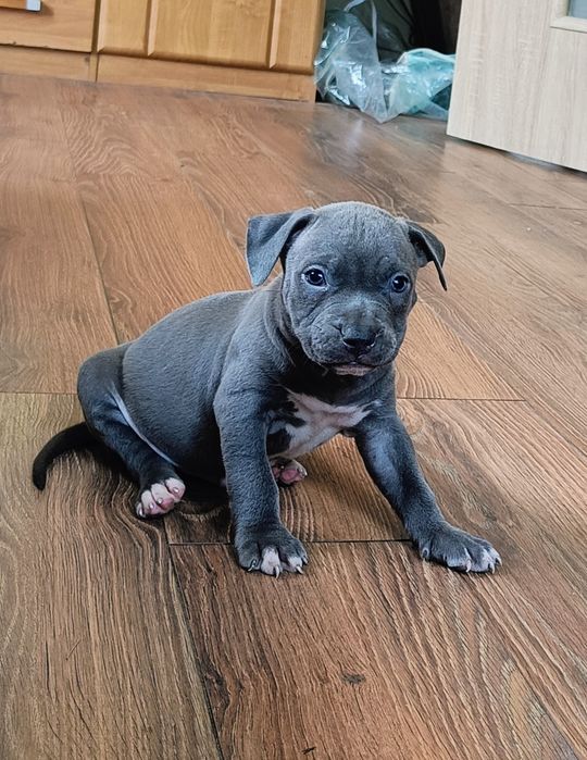 American Staffordshire Terrier Amstaff piesek 2