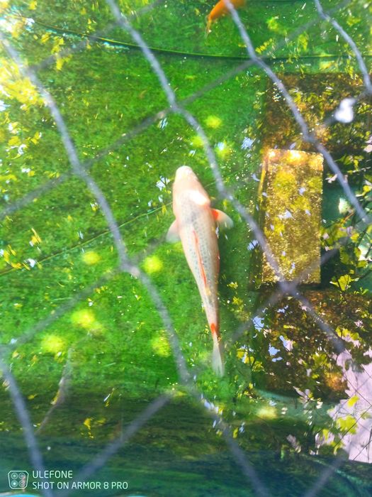 Carpas koi 2 com cerca de 40 cm
