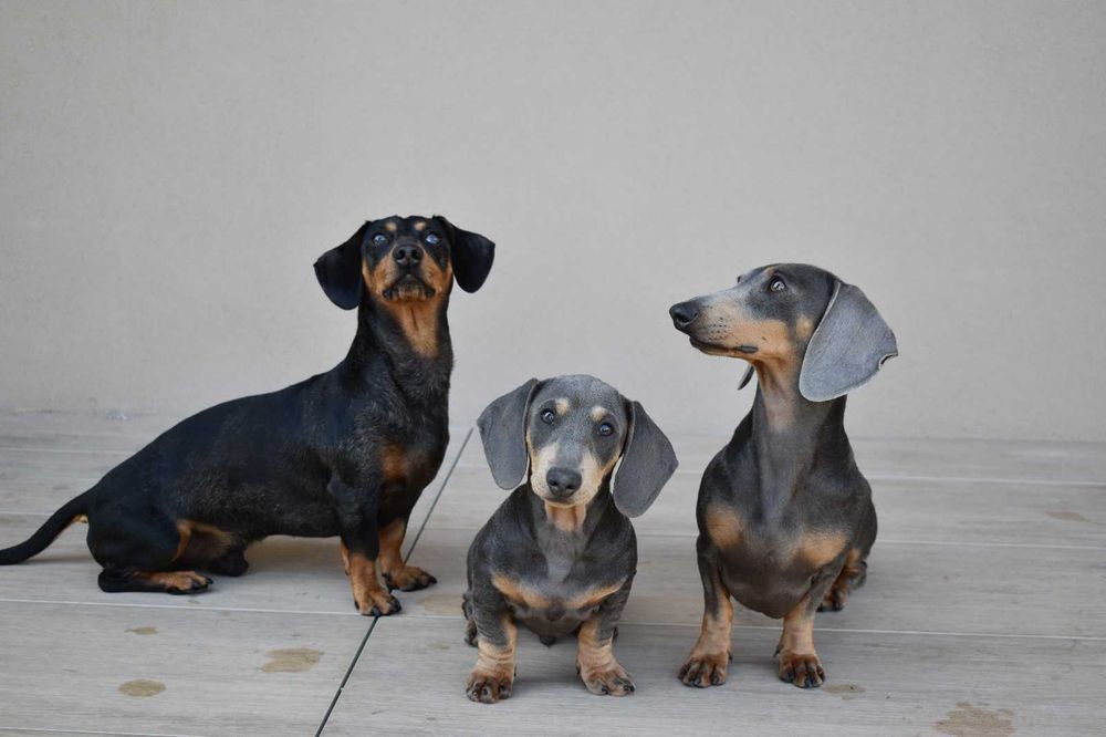 Teckel miniatura prata (blue) acasalar