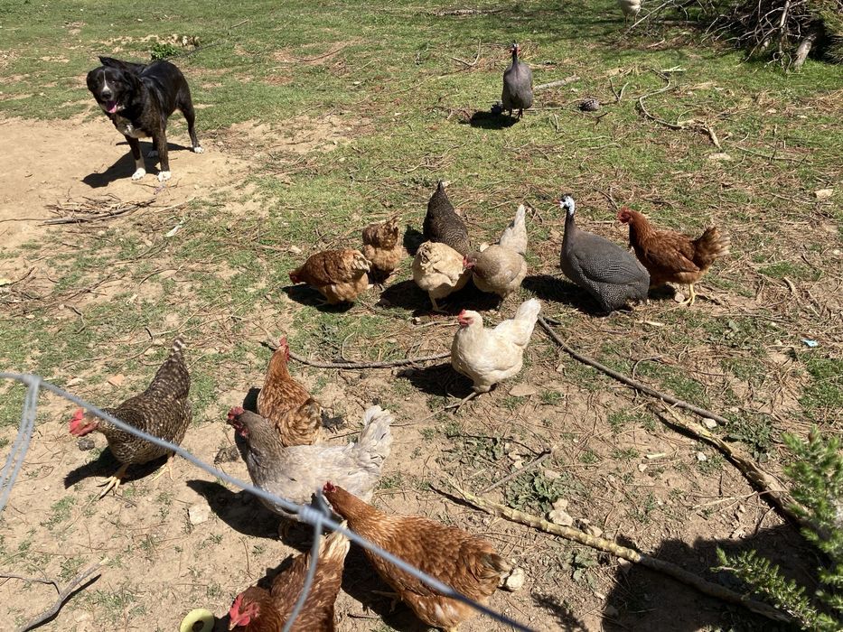 Ovos caseiros - animais criados ao ar livre no campo