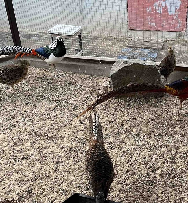 Фазани Золоті і Алмазні