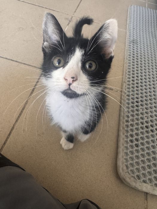 Gatinhos bebés para adoção