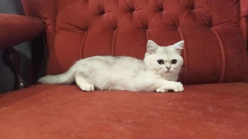 Мальчик и девочка шиншилла