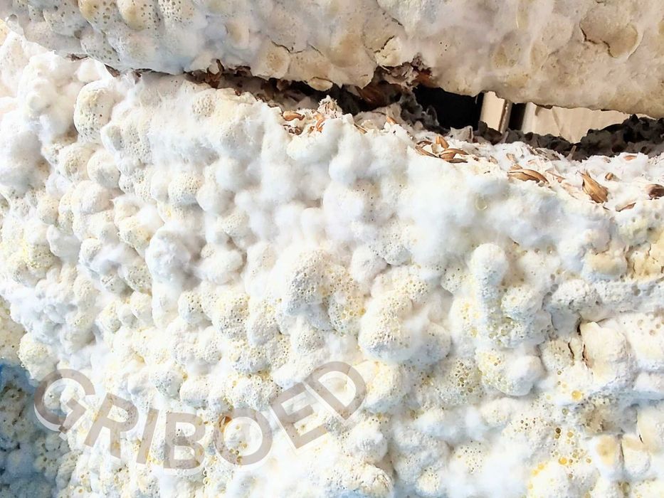 300 грам - Їжовик гребінчастий. Сухий та перемелений на порошок.