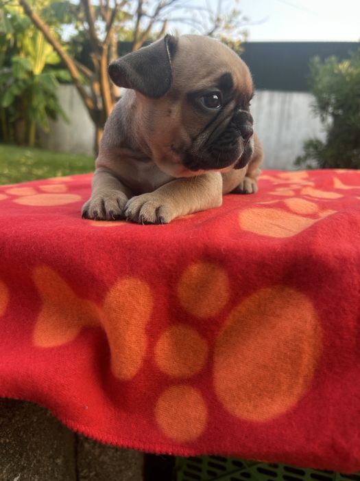 Bulldog frances Menino