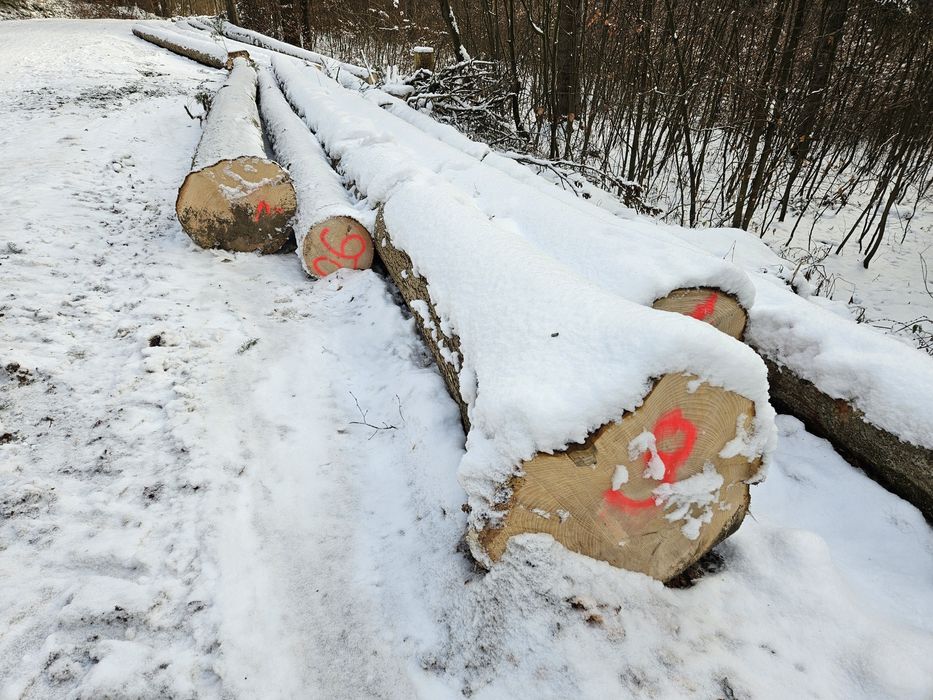 Drzewo tartaczne dachowe dłużyca jodła dąb