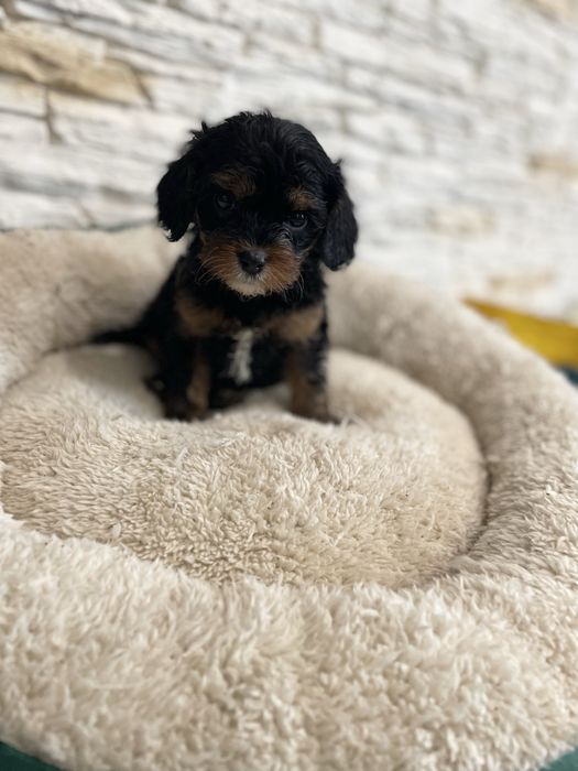 Cavapoo cavalier pudel sunia