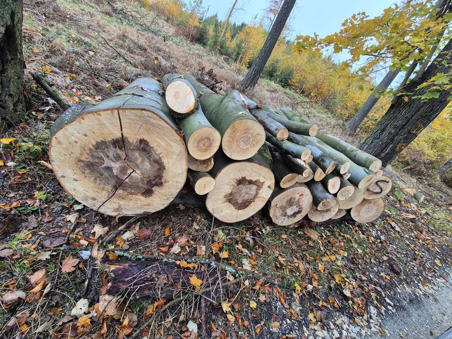 Drewno kominkowe opalowe buk dab jawor