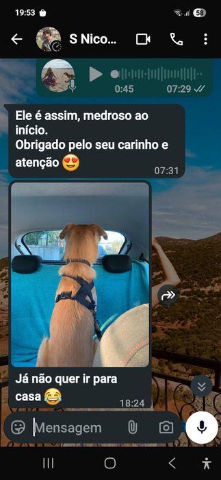 Estadia familiar canina creche