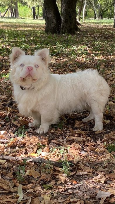 Вʼязка пінк флаффі