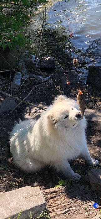 Вязка королевский самоед