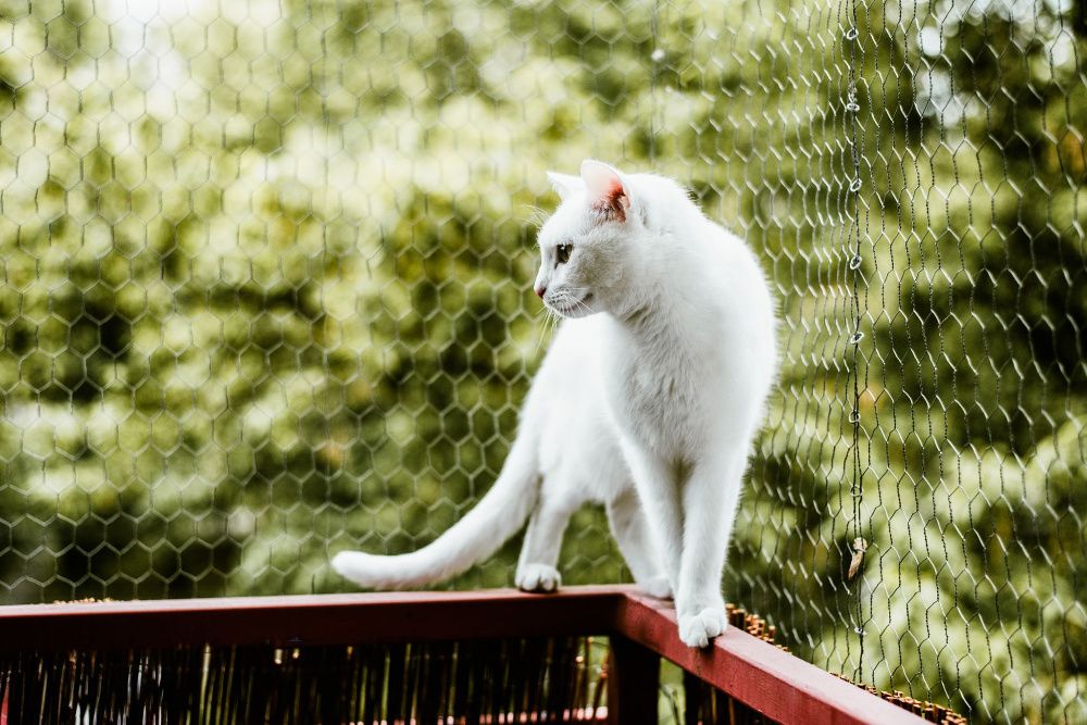 Opieka nad kotem podczas wyjazdu.Catsitter/petsitter w całej Warszawie