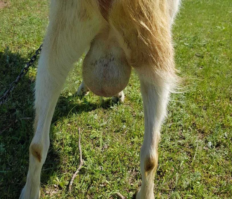 Зааненский козел, цап чистопородный (сын Витаса - Германия)