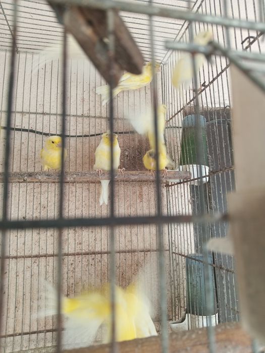 Canarios raça poulpa Alemanhão