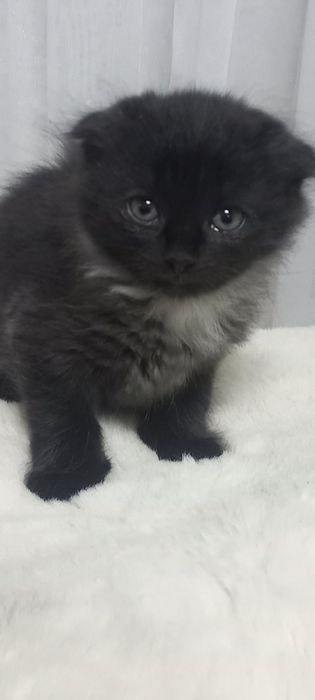 Кошенята скотіш фолд