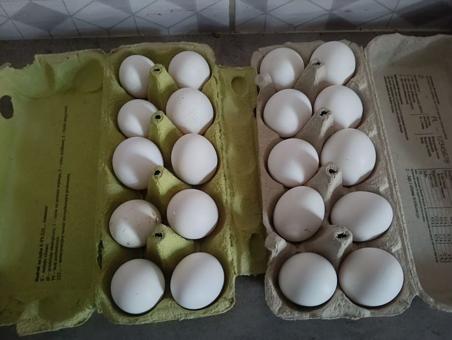Mam na sprzedz jajka lęgowe  leghorny
