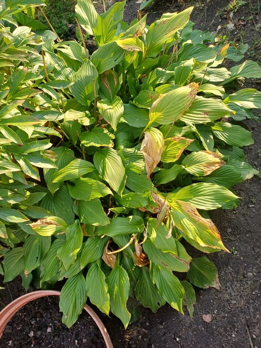 Funkia, kłącza wieloletnia