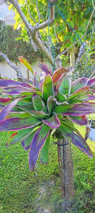 Kokedama com flor