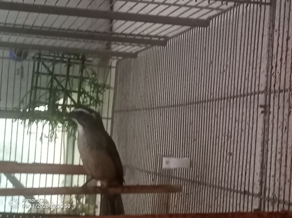 Trinca Ferro Macho Cantador