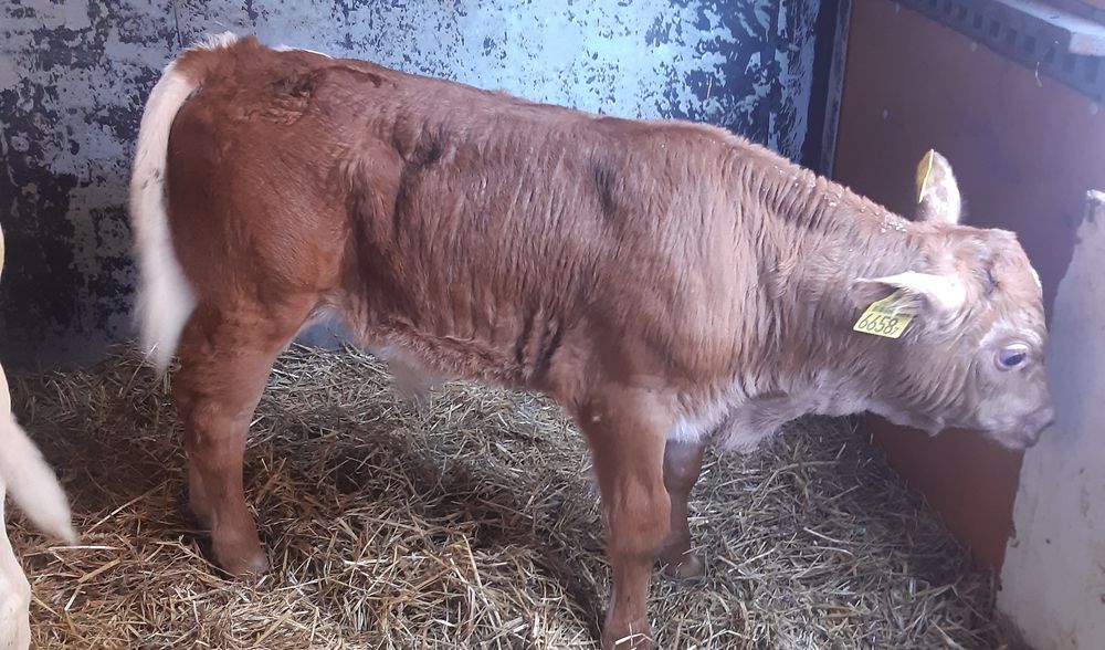 Dzialoszyce miesne cieleta