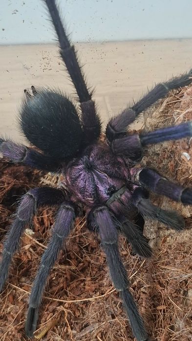 Samiec adult Phormictopus sp dominican purple ptasznik