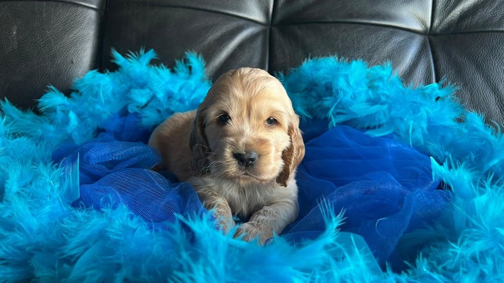 Cocker spaniel inglês