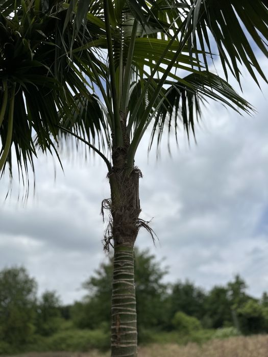 Palmeira Howea fosteriana (kentia) - Exemplares