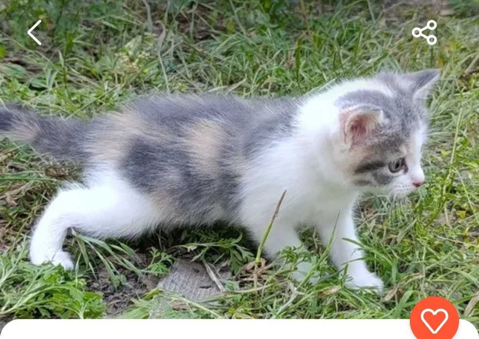 Котеночек девочка
