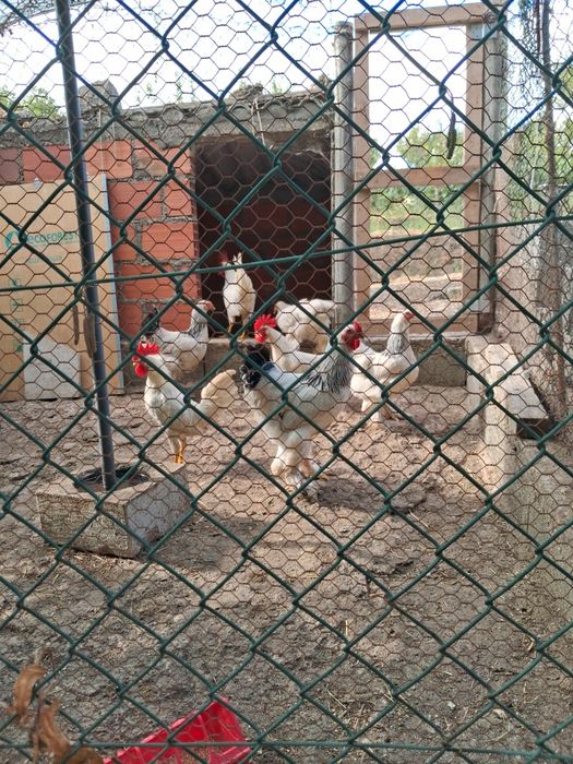 Galos Leghorn  puros