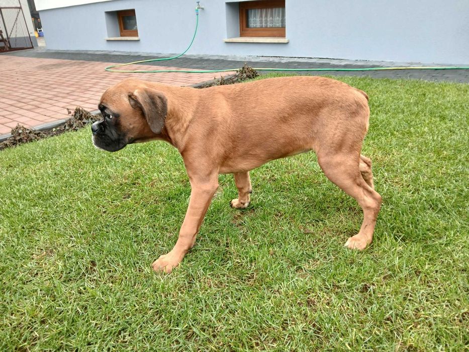 Bokser suczka 4 miesiące