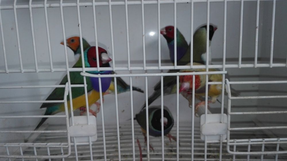 Vendo mandarins bonitos