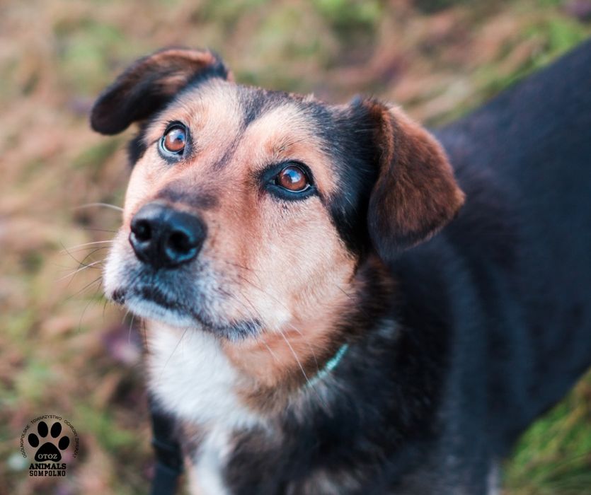 3 letni Sammy szuka domu!