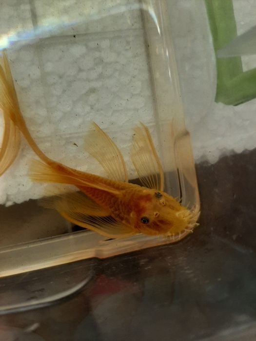 Анциструс L-144 Gold/ Производители L-144 Gold вуаль и обычные/номерны