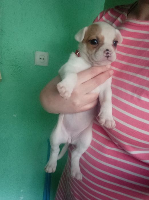 Віддам цуценят в добрі руки.