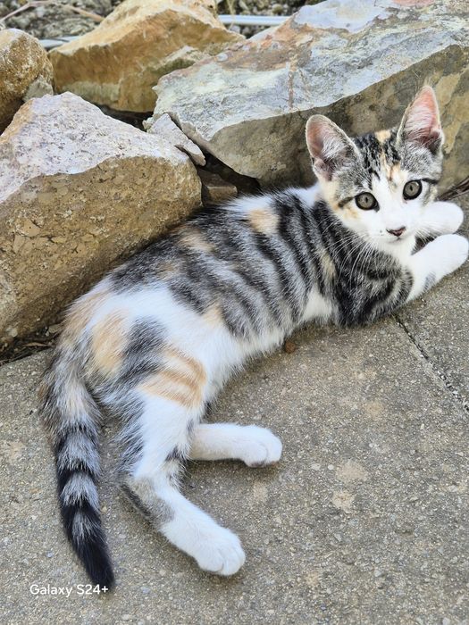 Gatinhos para dar