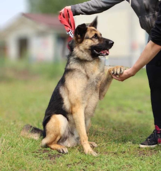duży przyjazny pies czeka na dom