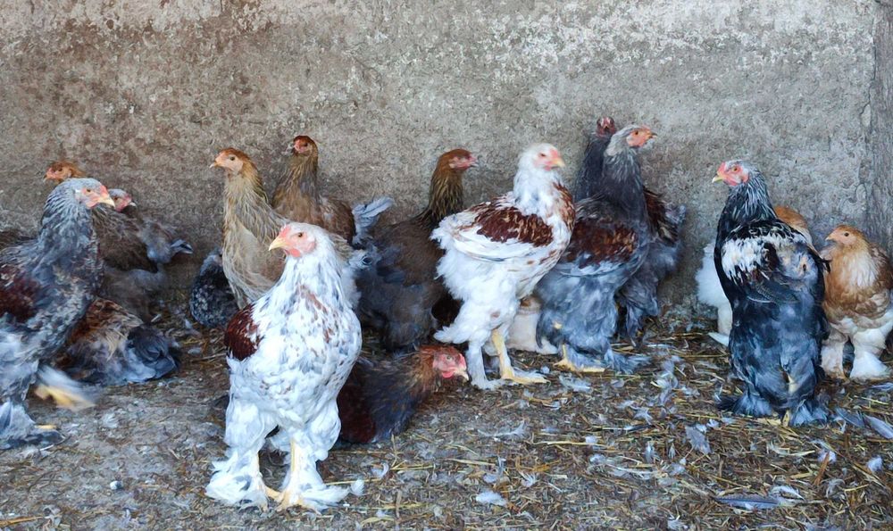 Brahmas frangos